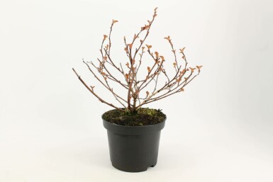 Amerikansk blærespiræa Physocarpus opulifolius 'Diabolo' potte Physocarpus opulifolius 'Diabolo' busk