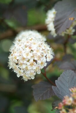 Physocarpus opulifolius 'Diabolo' C3 40-60