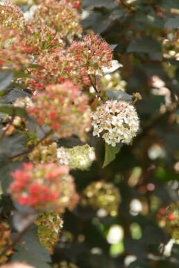 Physocarpus opulifolius 'Diabolo' C3 40-60