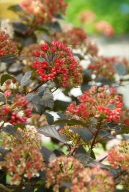 Physocarpus opulifolius 'Diabolo' C3 40-60