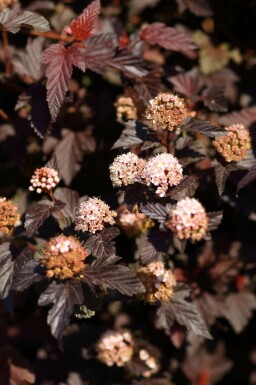 Amerikansk blærespiræa Physocarpus opulifolius 'Lady in Red' potte Physocarpus opulifolius 'Lady in Red'