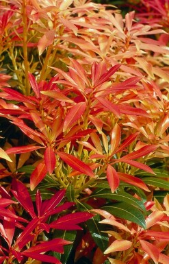 Pieris Pieris 'Forest Flame' potte Pieris 'Forest Flame' busk
