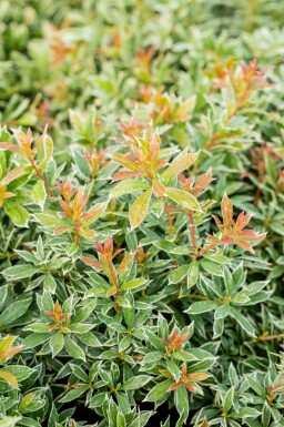 Japansk Pieris Pieris japonica 'Little Heath' potte Pieris japonica 'Little Heath' busk