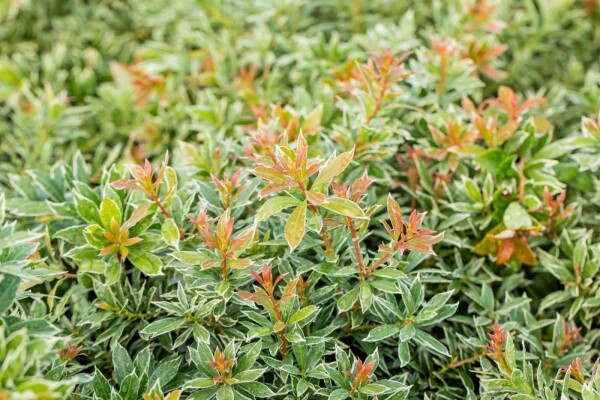 Pieris japonica 'Little Heath' busk