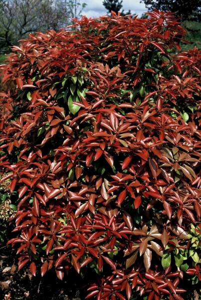Pieris japonica 'Mountain Fire' busk 30-35 cm