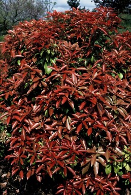 Japansk Pieris Pieris japonica 'Little Heath' potte Pieris japonica 'Mountain Fire'