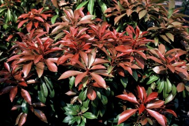 Japansk Pieris Pieris japonica 'Little Heath' potte Pieris japonica 'Mountain Fire'