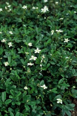 Tretandet potentil Potentilla tridentata 'Nuuk' potte Potentilla tridentata 'Nuuk'