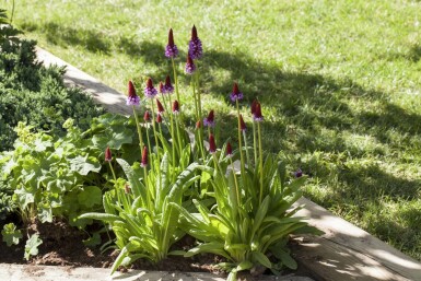 Hyacintprimula Primula vialii potte Primula vialii