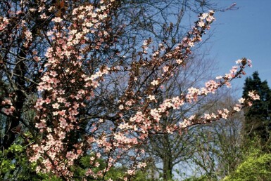 Prunus cerasifera 'Nigra' C10 80-100