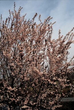 Prunus cerasifera 'Nigra' C10 80-100