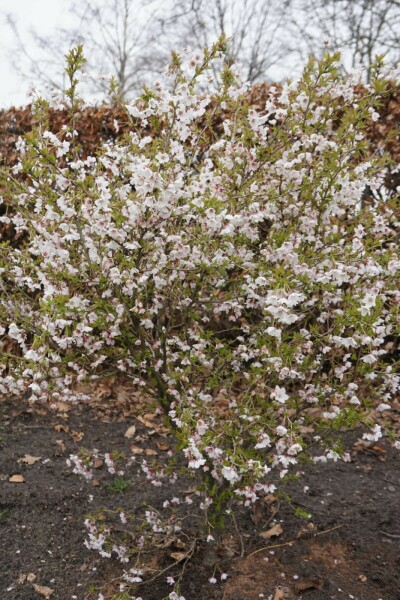 Prunus incisa 'Kojou No Mai' C5 40-50