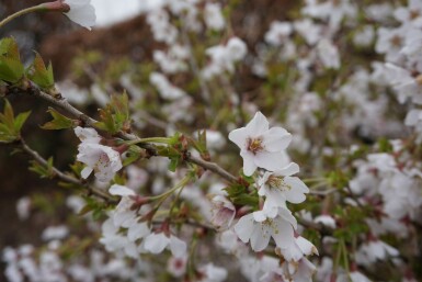 Prunus incisa 'Kojou No Mai' C5 40-50