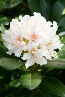Rhododendron Rhododendron 'Cunningham's White' potte Rhododendron 'Cunningham's White' busk