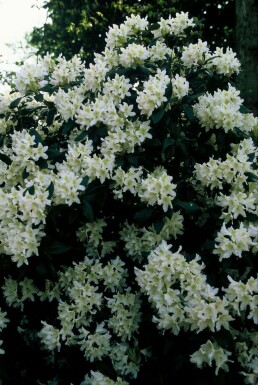 Rhododendron Rhododendron 'Cunningham's White' potte Rhododendron 'Cunningham's White' busk