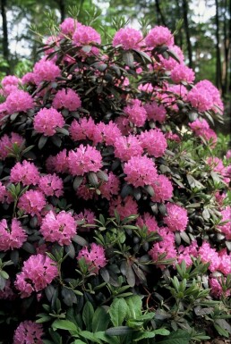 Rhododendron Rhododendron 'Roseum Elegans' potte Rhododendron 'Roseum Elegans' busk