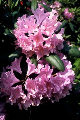 Rhododendron Rhododendron 'Roseum Elegans' potte Rhododendron 'Roseum Elegans' busk