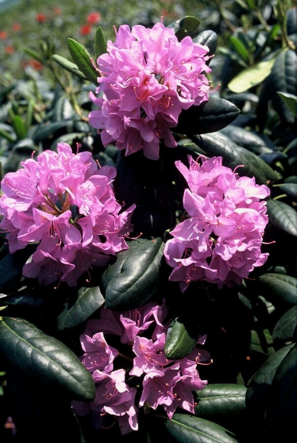 Rhododendron Rhododendron 'Roseum Elegans' busk 40-50 C5 Rhododendron 'Roseum Elegans' busk 40-50 cm