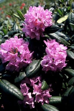 Rhododendron Rhododendron 'Roseum Elegans' busk 40-50 C5 Rhododendron 'Roseum Elegans' busk 40-50 cm