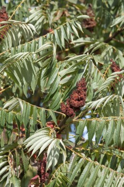 Hjortetaktræ Rhus typhina 'Dissecta' potte Rhus typhina 'Dissecta' busk