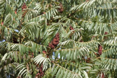 Hjortetaktræ Rhus typhina 'Dissecta' potte Rhus typhina 'Dissecta' busk