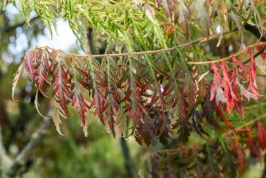 Hjortetaktræ Rhus typhina 'Tiger Eyes' potte Rhus typhina 'Tiger Eyes' busk