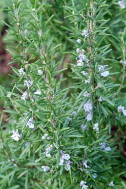 Rosmarin Rosmarinus officinalis potte Rosmarinus officinalis