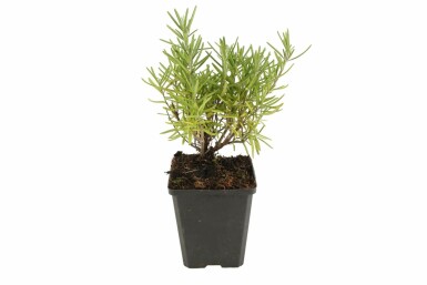 Rosmarin Rosmarinus officinalis potte Rosmarinus officinalis