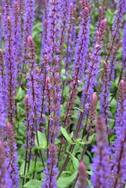 Småblomstret salvie Salvia nemorosa 'Caradonna' potte Salvia nemorosa 'Caradonna'