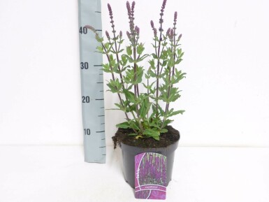 Småblomstret salvie Salvia nemorosa 'Caradonna' potte Salvia nemorosa 'Caradonna'