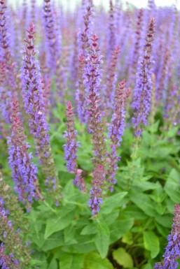 Småblomstret salvie Salvia nemorosa 'Ostfriesland' potte Salvia nemorosa 'Ostfriesland'