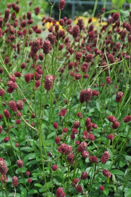 Lægekvæsurt Sanguisorba officinalis 'Tanna' 5-10 potte C2 Sanguisorba officinalis 'Tanna'