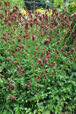Lægekvæsurt Sanguisorba officinalis 'Tanna' 5-10 potte C2 Sanguisorba officinalis 'Tanna'