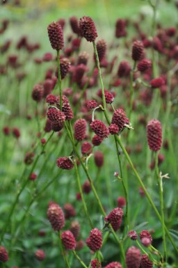 Lægekvæsurt Sanguisorba officinalis 'Tanna' 5-10 potte C2