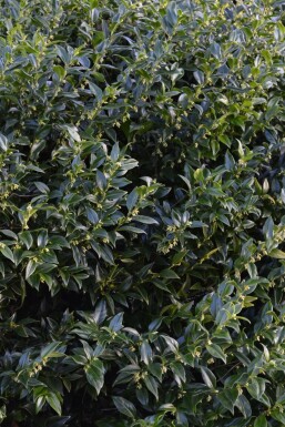 Kødbær Sarcococca confusa potte Sarcococca confusa