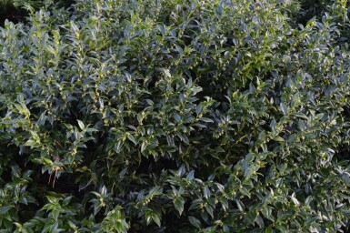 Kødbær Sarcococca confusa potte Sarcococca confusa