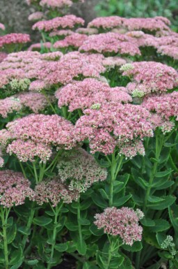 Stenurt Sedum 'Herbstfreude' potte Sedum 'Herbstfreude'