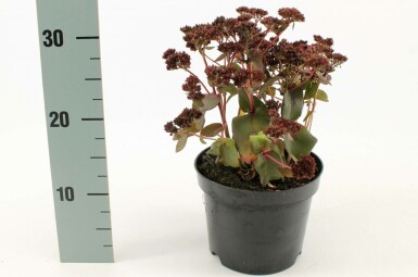 Stenurt Sedum 'Purple Emperor' potte Sedum 'Purple Emperor'