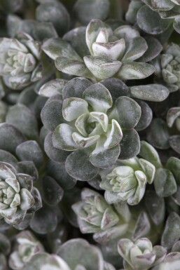 Pudret stenurt Sedum spathulifolium 'Cape Blanco' potte Sedum spathulifolium 'Cape Blanco'