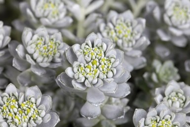 Pudret stenurt Sedum spathulifolium 'Cape Blanco' potte Sedum spathulifolium 'Cape Blanco'