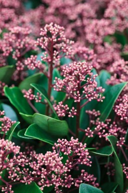 Japansk Skimmia Skimmia japonica 'Rubella' potte Skimmia japonica 'Rubella' busk