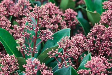 Japansk Skimmia Skimmia japonica 'Rubella' potte Skimmia japonica 'Rubella' busk