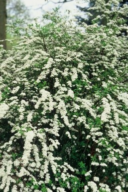 Grå spiræa Spiraea cinerea 'Grefsheim' potte Spiraea cinerea 'Grefsheim' busk