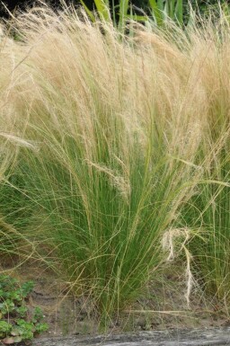 Fjergræs Stipa tenuissima 'Ponytails' potte Stipa tenuissima 'Ponytails'