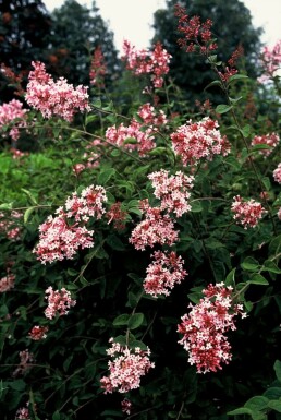 Dværgsyren Syringa microphylla 'Superba' potte Syringa microphylla 'Superba'