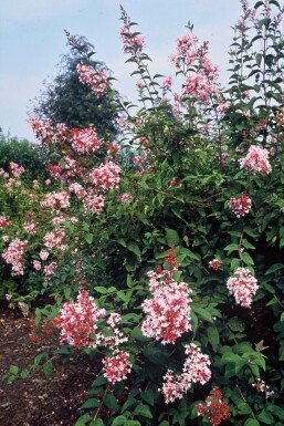 Dværgsyren Syringa microphylla 'Superba' potte Syringa microphylla 'Superba'