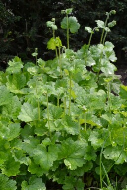 Storblomstret biskophat Tellima grandiflora potte Tellima grandiflora