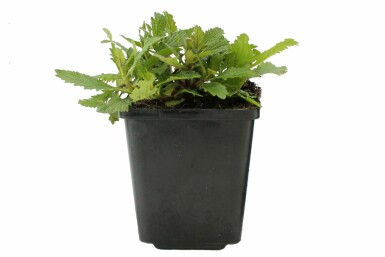 Kæmpejernurt Verbena bonariensis potte Verbena bonariensis