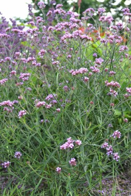 Kæmpejernurt Verbena bonariensis 'Lollipop' potte Verbena bonariensis 'Lollipop'