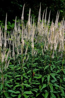 Virginsk ærenpris Veronicastrum virginicum 'Pink Glow' potte Veronicastrum virginicum 'Pink Glow'